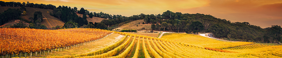 Golden morning vineyard - Adelaide Hills