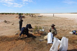 Collecting fossils at Billeroo Creek, South Australia. In the foreground, from right to left, TH Worthy, Warren Handley and Elen Shute are excavating a rich layer of bones to collect bulk material for processing in the lab. Photo by A. Camens