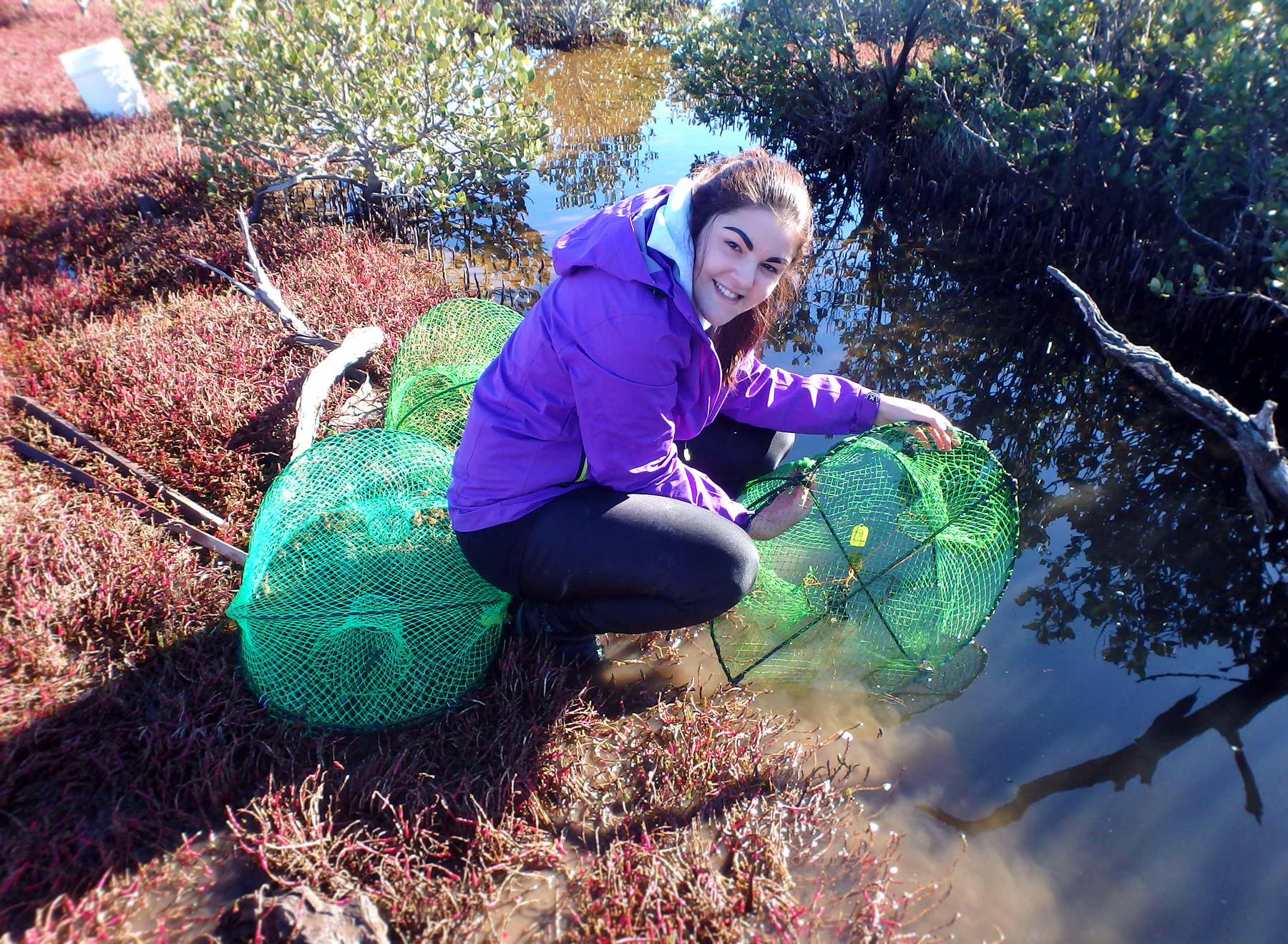 René Campbell using opera house traps to locate Carcinus maenas in mangrove habitats of Spencer Gulf