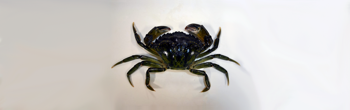 A male European Shore Crab