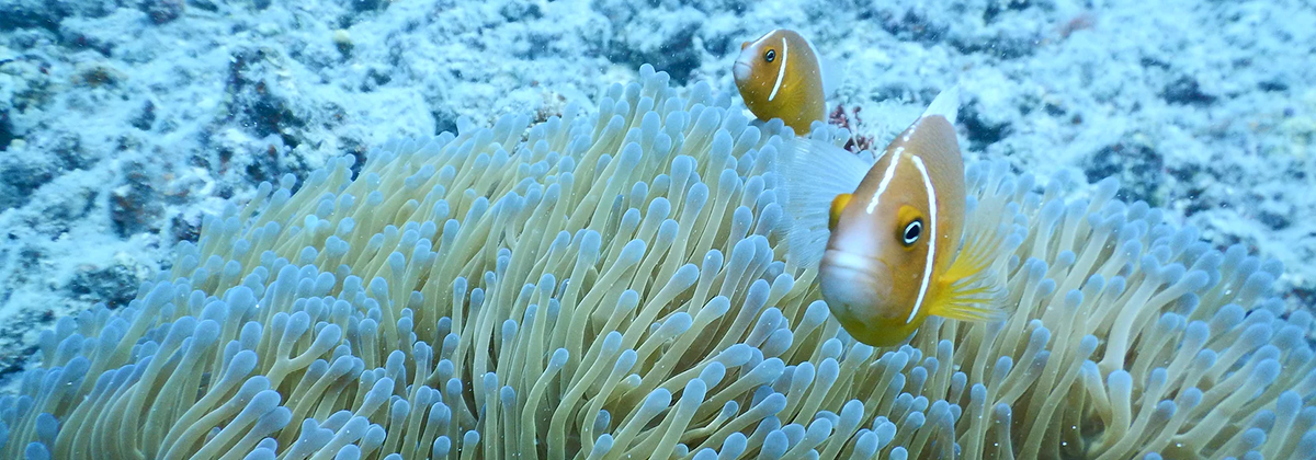 Saving Nemo banner