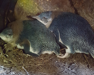 Chick little penguins on Granite Island – credit Vanessa Owens