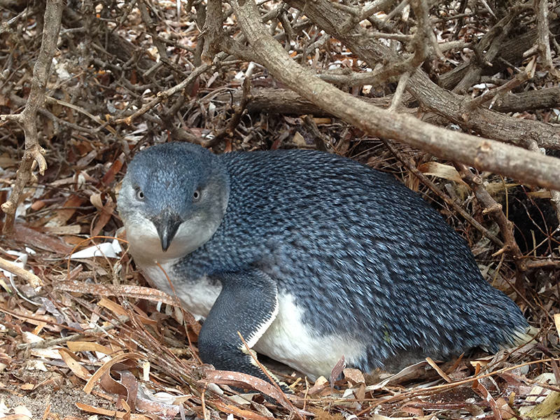 Adult little penguin nesting on Troubridge Island – credit Diane Colombelli-Négrel