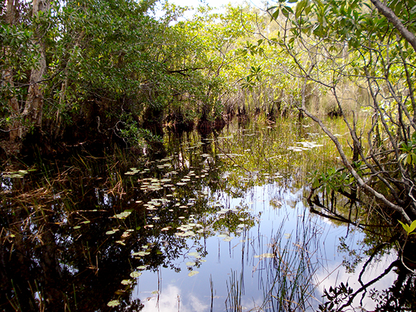 Swamp near Weipa