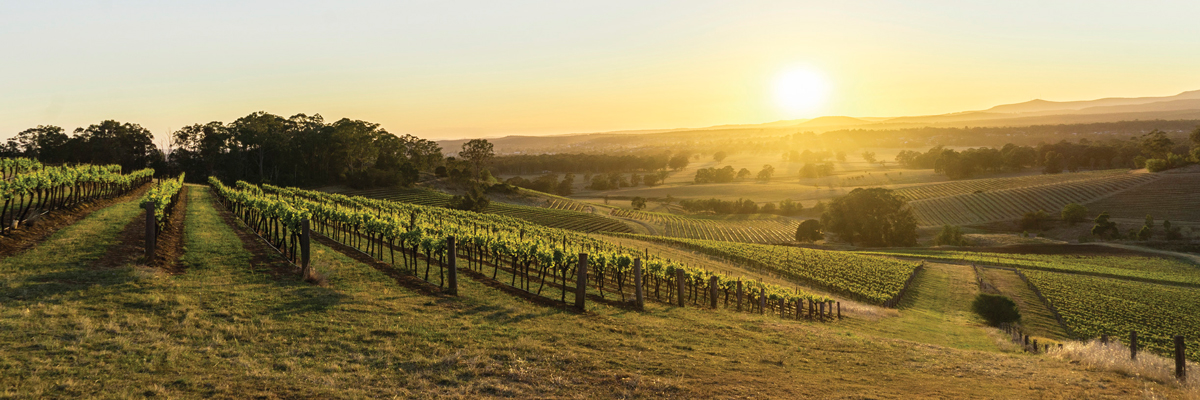 Wine Australia banner