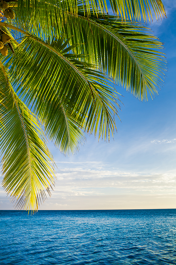 coconut palm tree leaves over endless ocean, Fiji