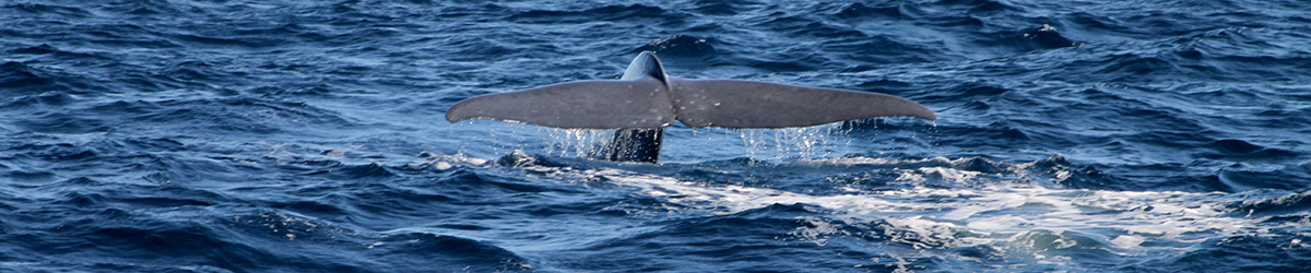 Pygmy Blue Whale