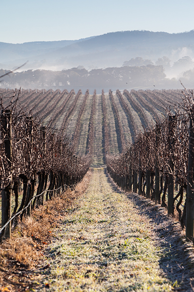 Early morning fog over a vineyard in the Yarra Valley