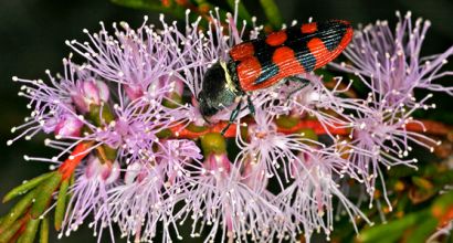 Beetle on wattle branch